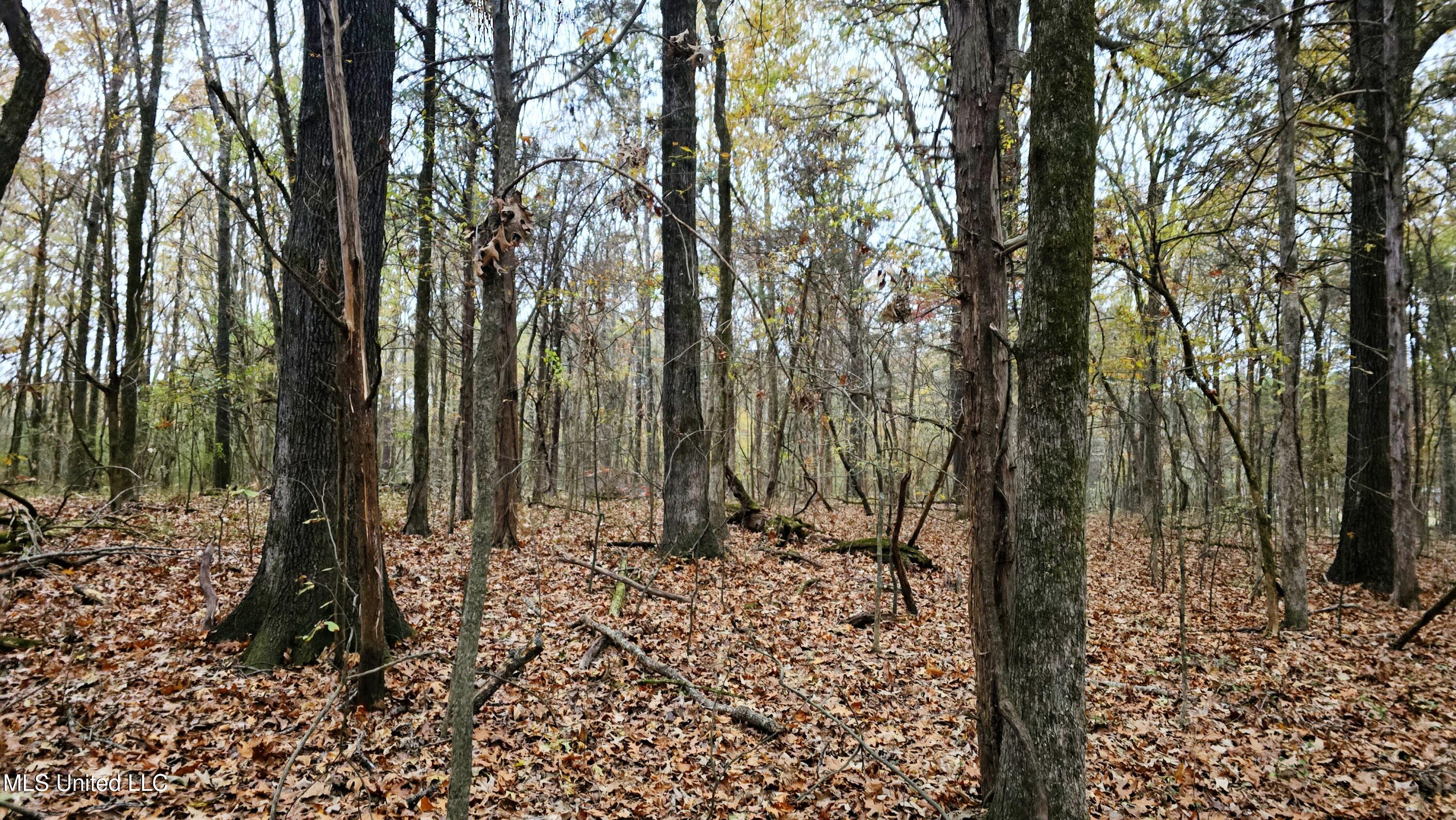 38 Cayce Road Red Banks, MS 38661 - Photo 13 of 19 20241204_162518