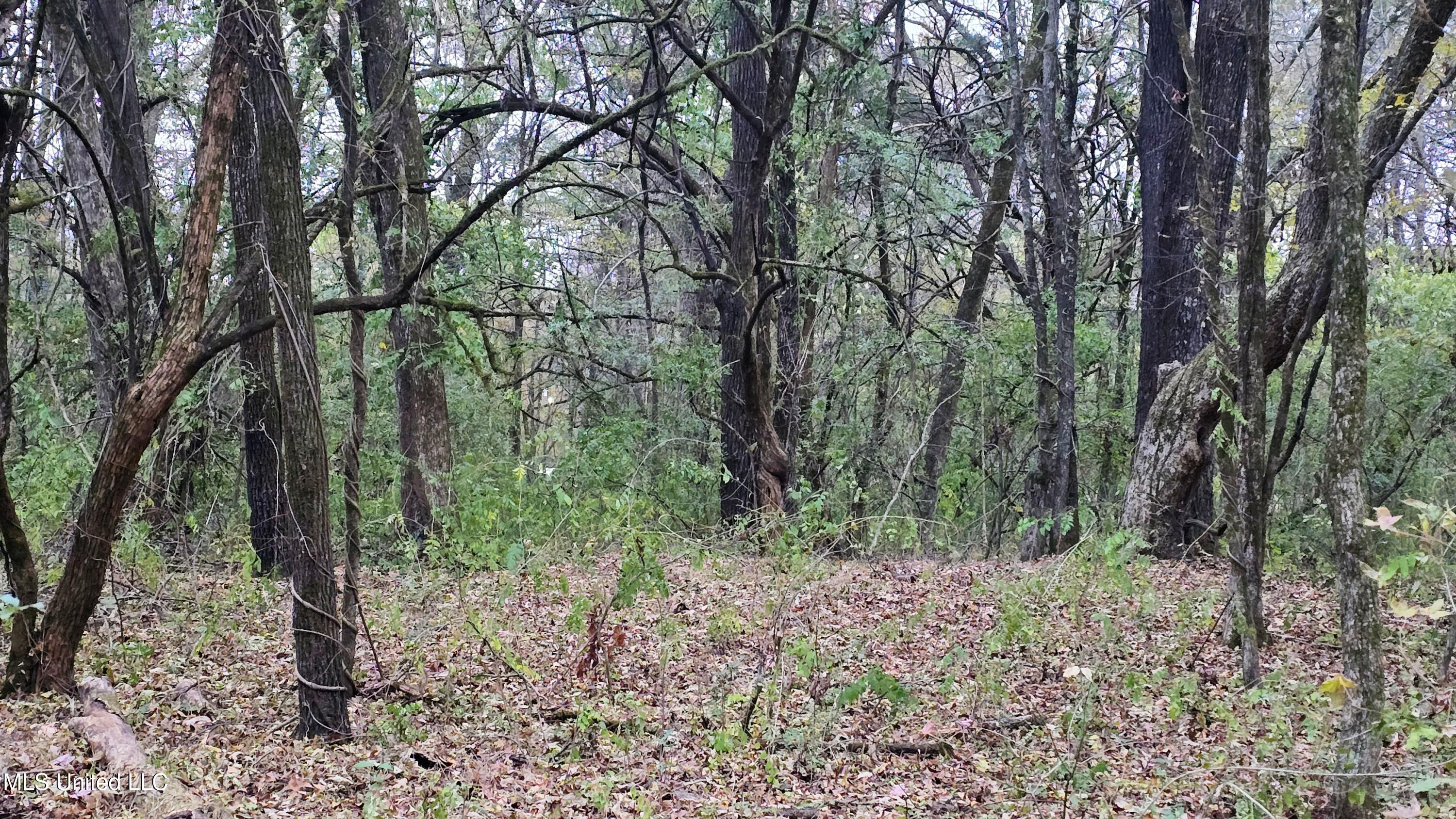 38 Cayce Road Red Banks, MS 38661 - Photo 2 of 19 20241204_161634