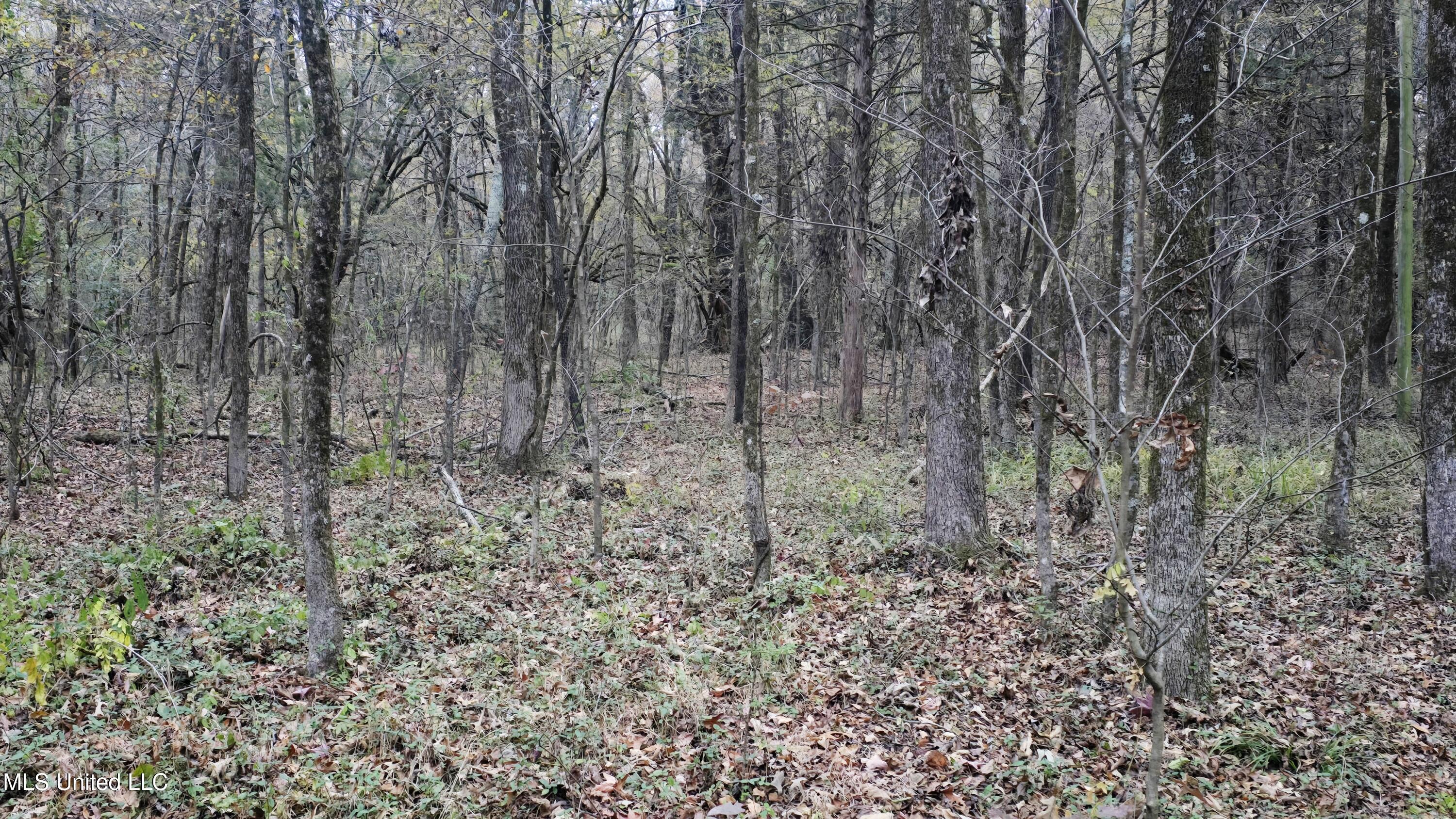 38 Cayce Road Red Banks, MS 38661 - Photo 3 of 19 20241204_161644