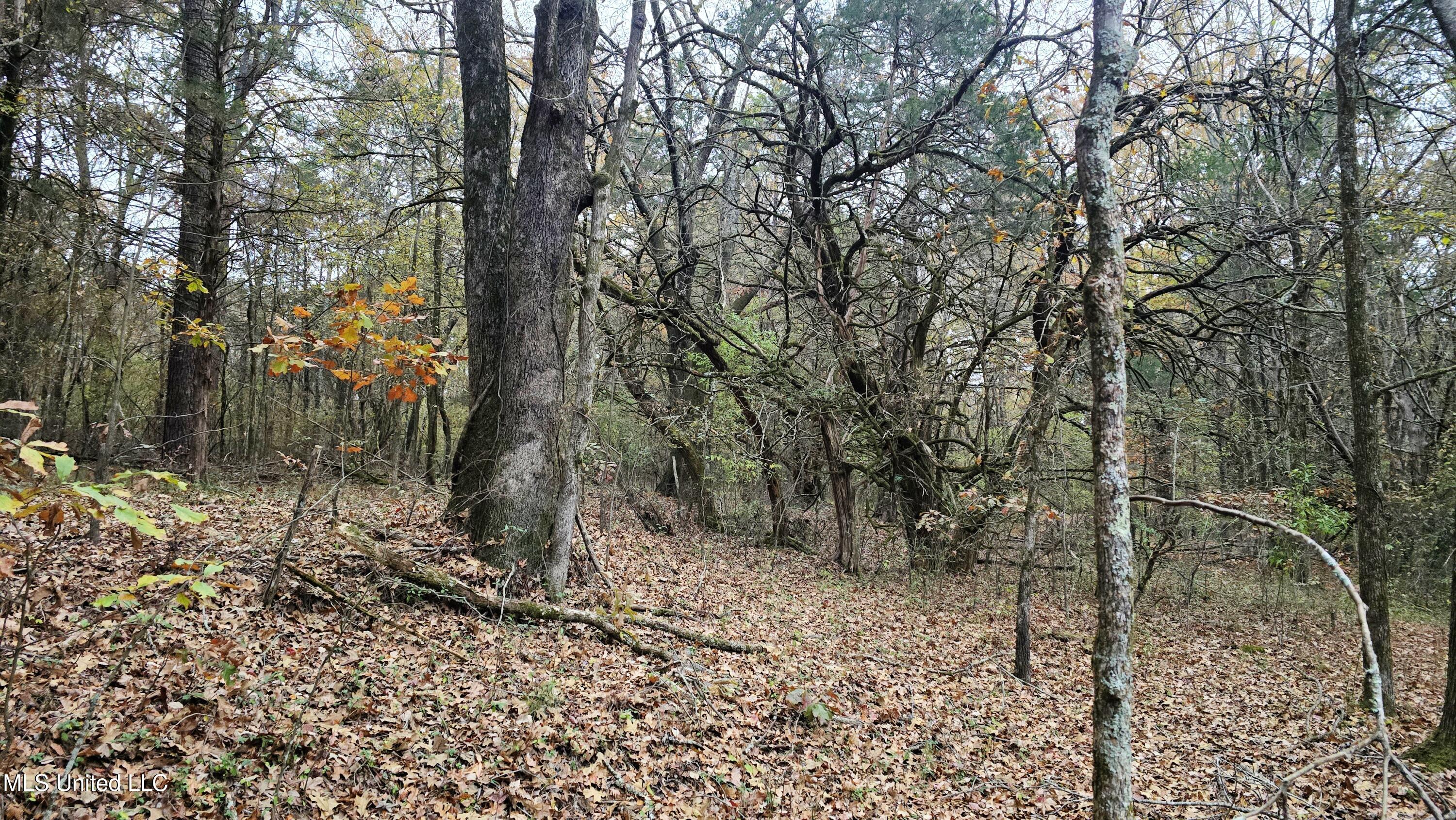 38 Cayce Road Red Banks, MS 38661 - Photo 7 of 19 20241204_161912
