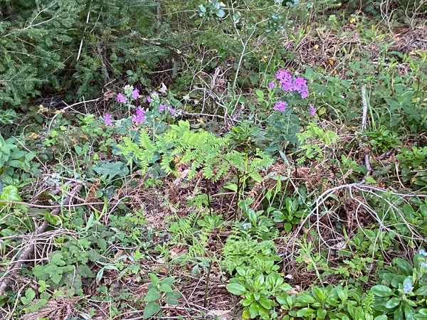 a picture of flowers