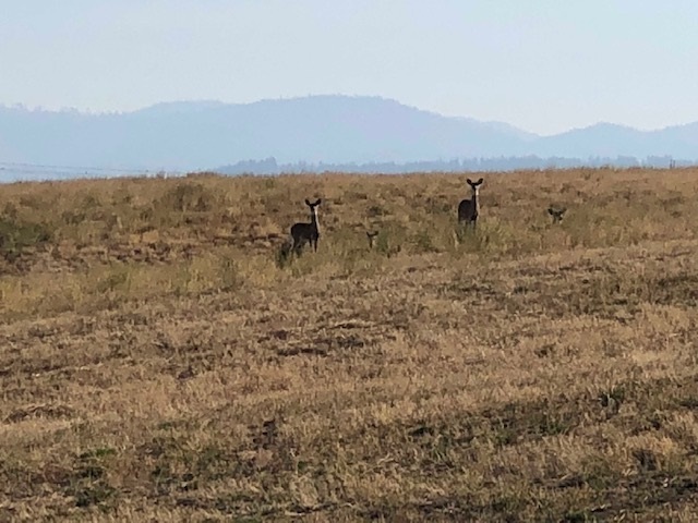 21-xxx North Division Road Colbert, WA 99005 - Photo 16 of 20