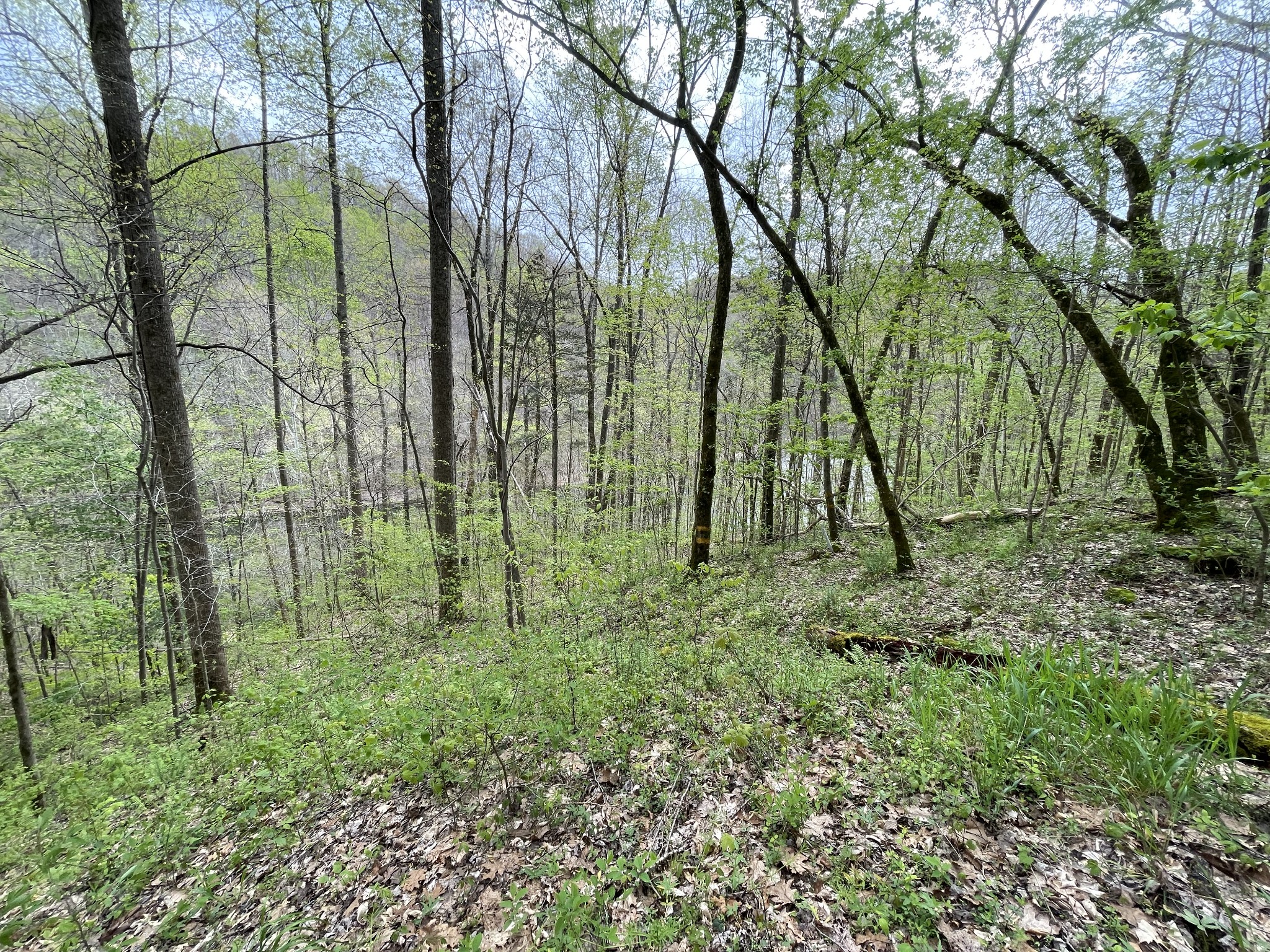 1 Ford Road Baxter, TN 38544 - Photo 7 of 9 Gallery Image 7