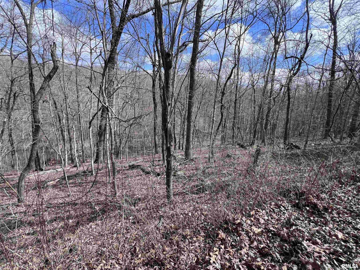 0 Deer Ridge Road Goreville, IL 62939 - Photo 11 of 18 a view of a forest filled with trees