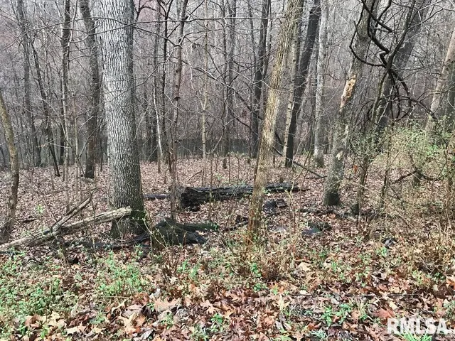 a view of a forest with lots of trees