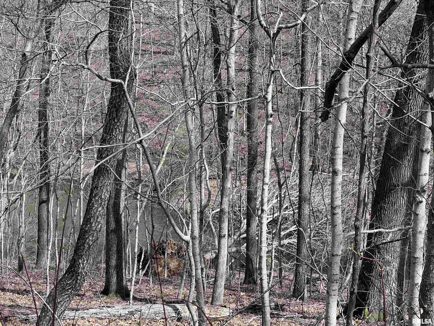 0 Deer Ridge Road Goreville, IL 62939 - Photo 4 of 18 a view of forest