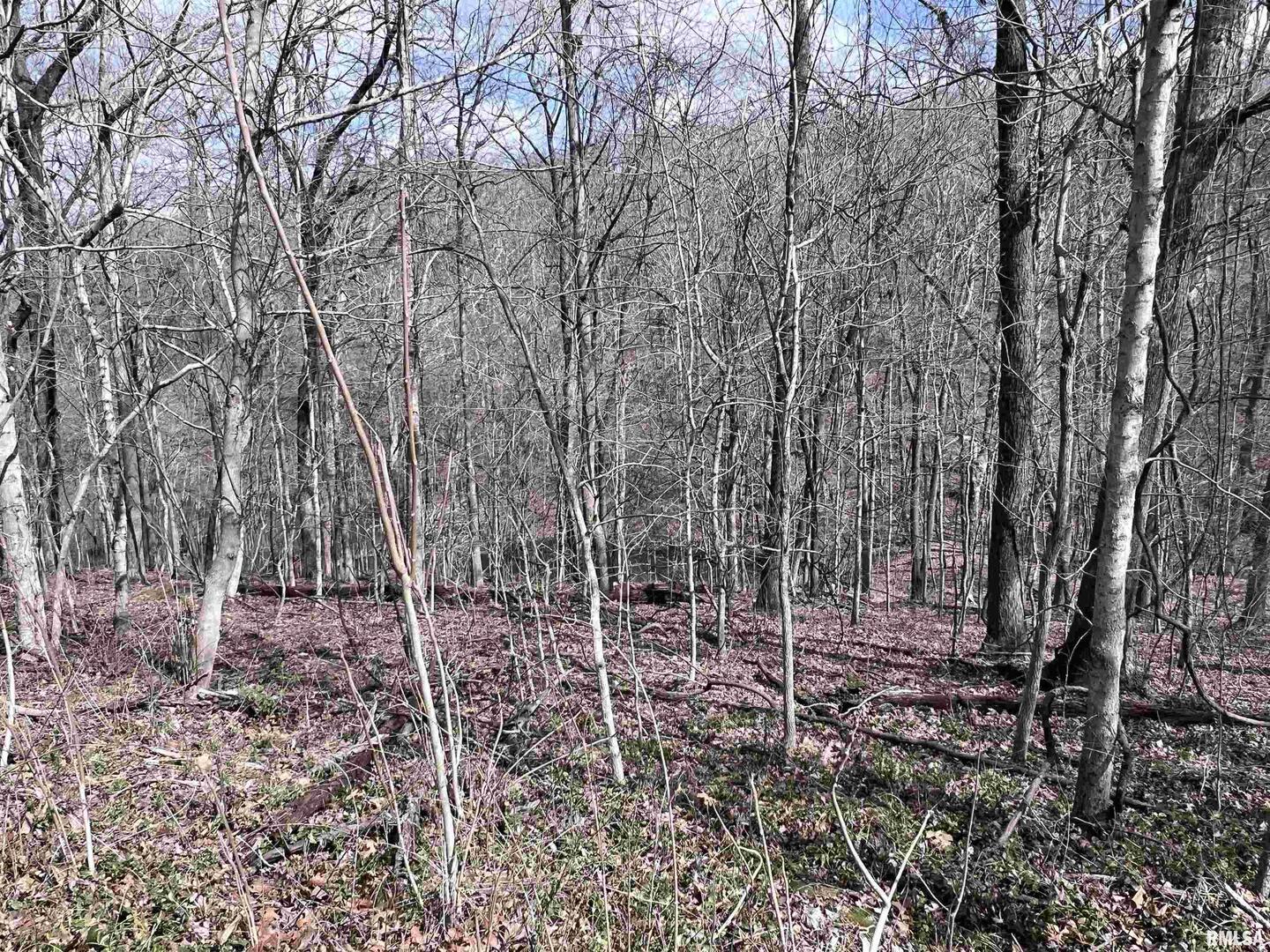 0 Deer Ridge Road Goreville, IL 62939 - Photo 8 of 18 a backyard of a house with lots of green space