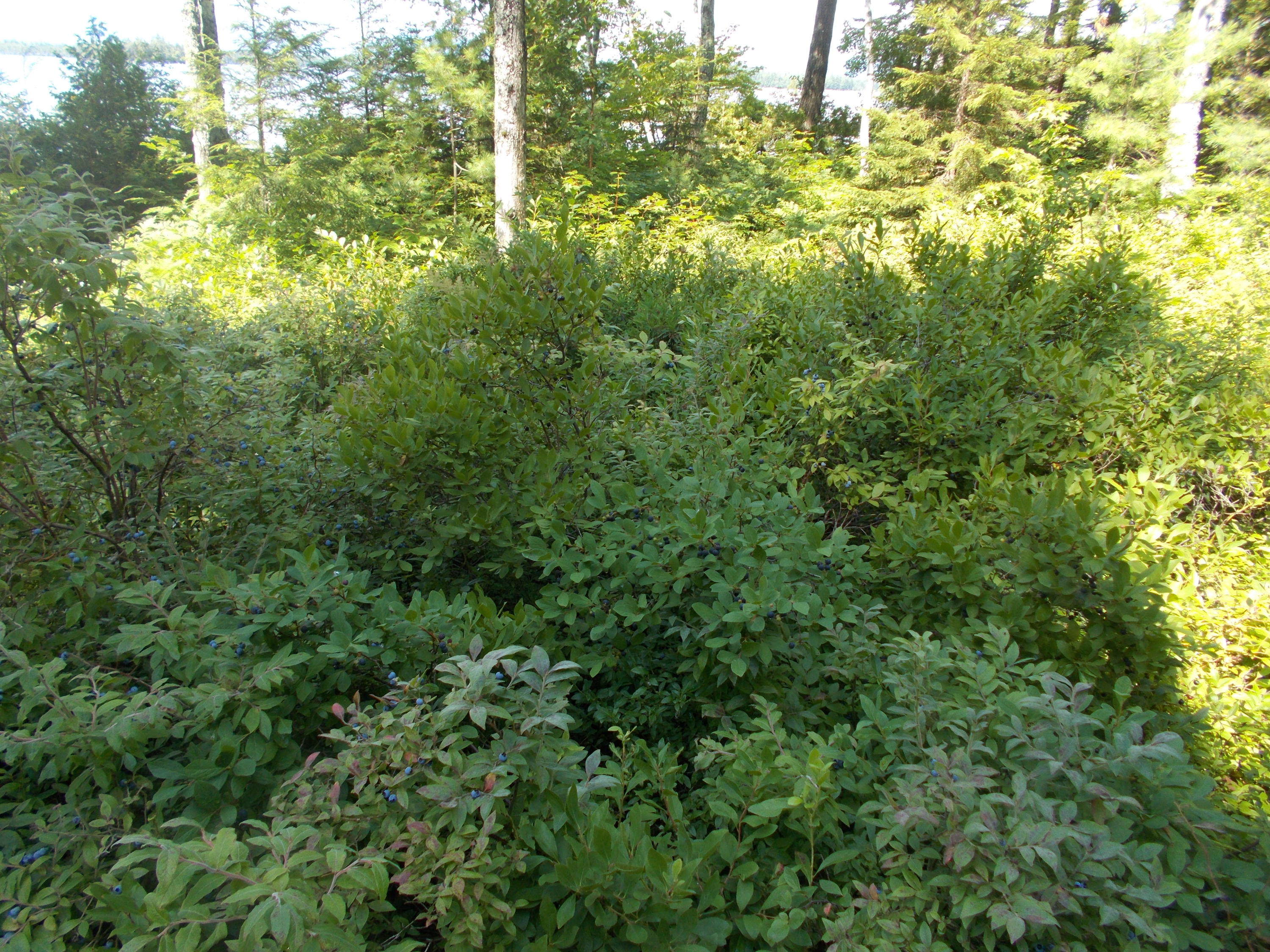 72 Puckerbrush Trail Millinocket, ME 04462 - Photo 26 of 48 Blueberries in the front yard