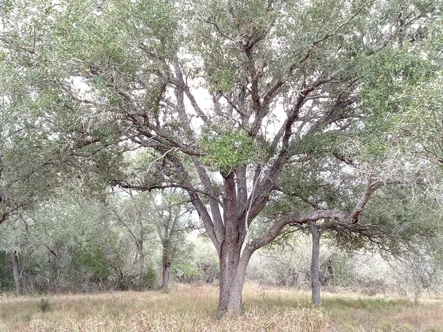 a view of trees in a yard