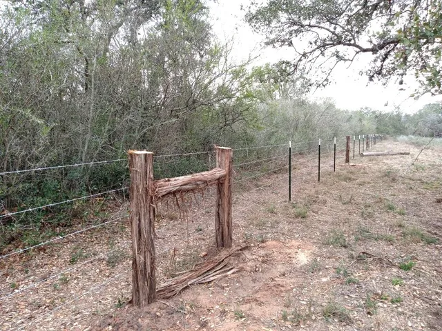 a view of a forest with a tree