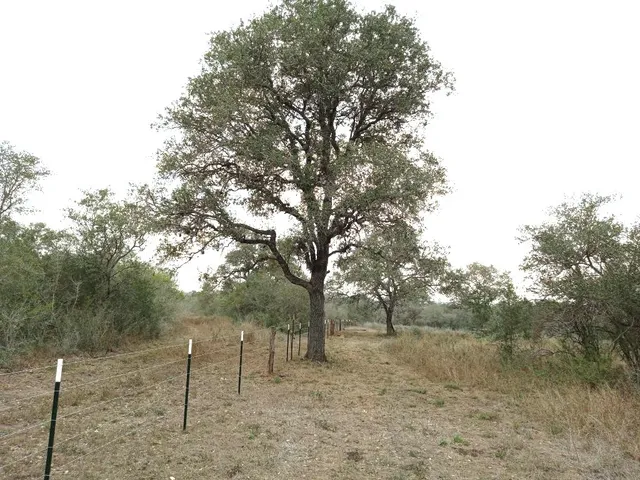 a view of a forest with trees in the background