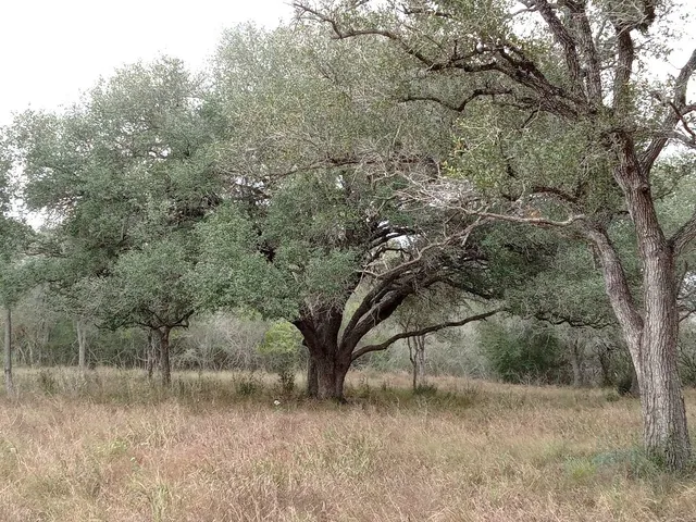 a view of a forest filled with trees