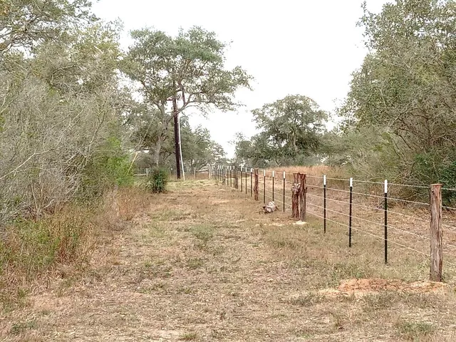 a view of a yard with large trees