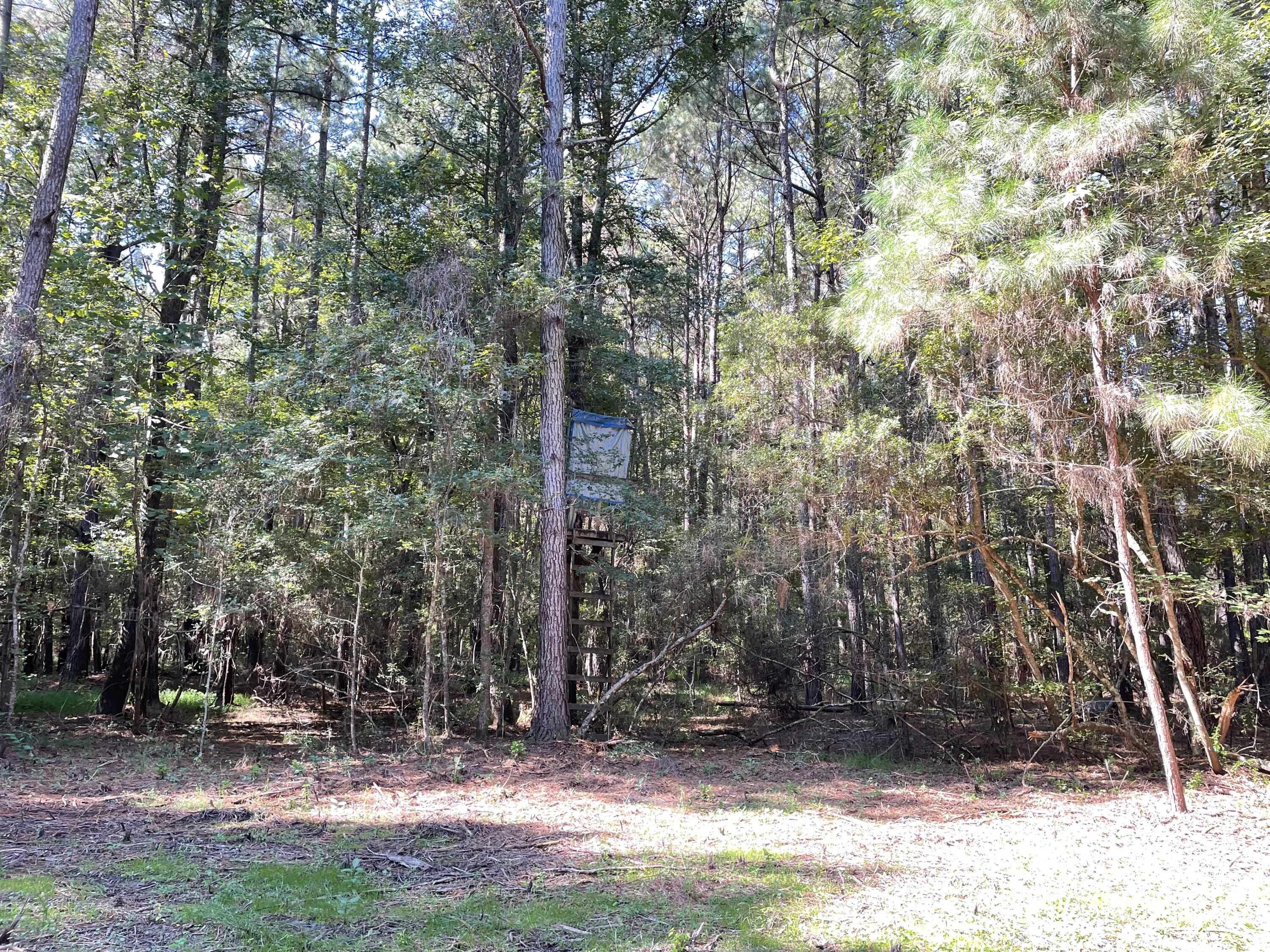 6 Sampson Road Ridgeville, SC 29472 - Photo 11 of 17 IMG_7694