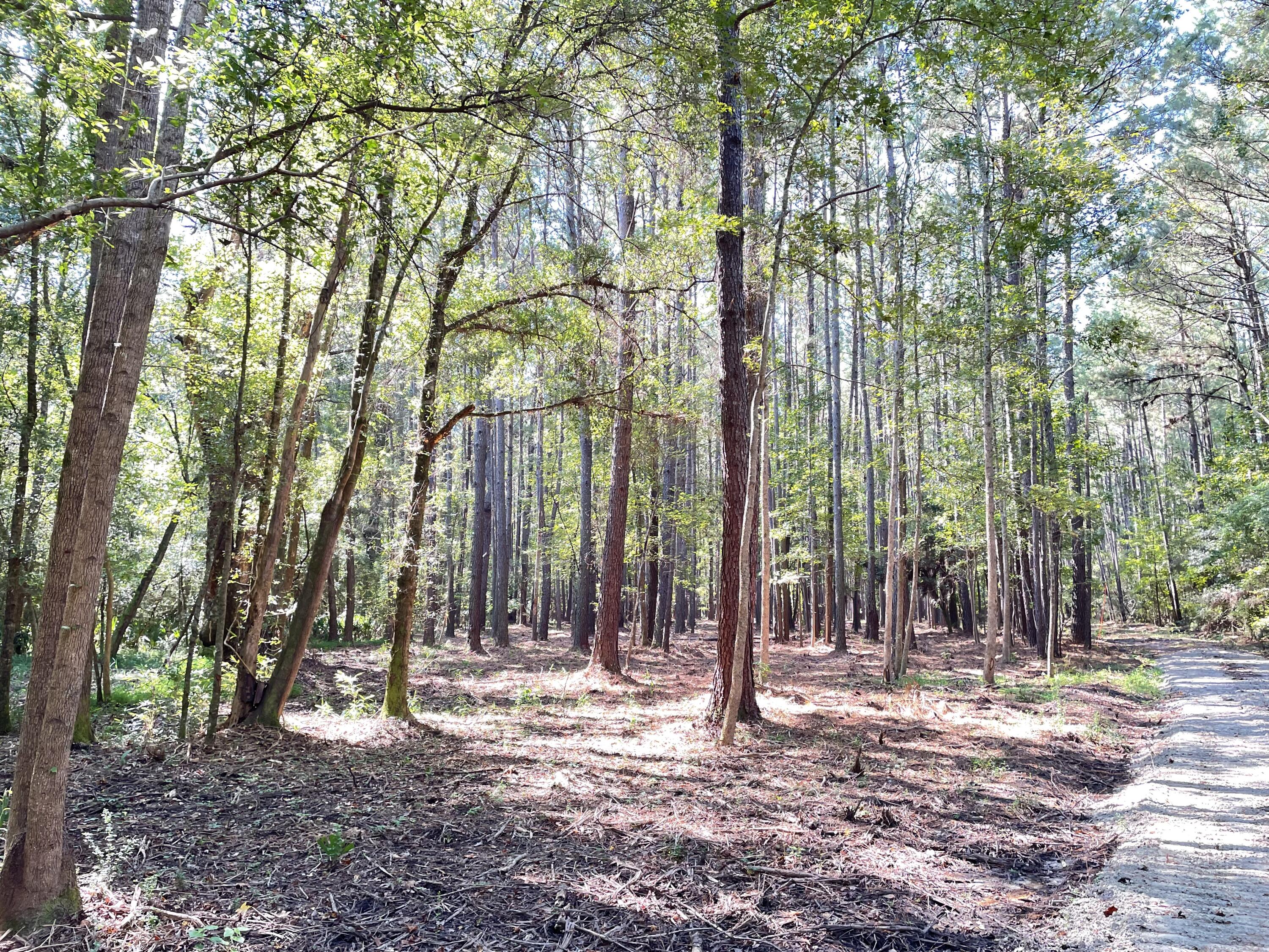 6 Sampson Road Ridgeville, SC 29472 - Photo 5 of 17 IMG_7687