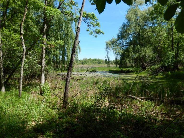 0 Mushbach Road Grass Lake, MI 49240 - Photo 11 of 13 Photo 11