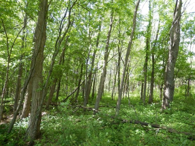 0 Mushbach Road Grass Lake, MI 49240 - Photo 5 of 13 Photo 5