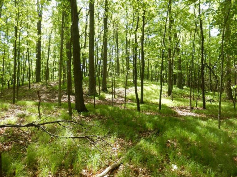 0 Mushbach Road Grass Lake, MI 49240 - Photo 6 of 13 Photo 6