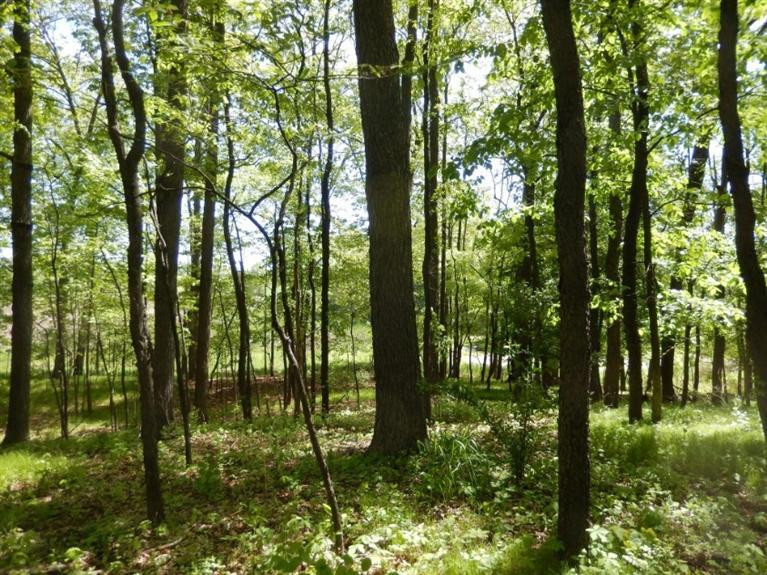 0 Mushbach Road Grass Lake, MI 49240 - Photo 8 of 13 Photo 8