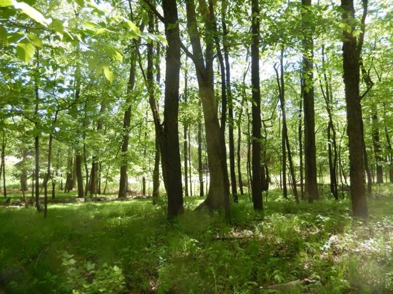 0 Mushbach Road Grass Lake, MI 49240 - Photo 9 of 13 Photo 9