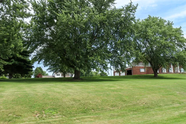 a view of a trees in a yard