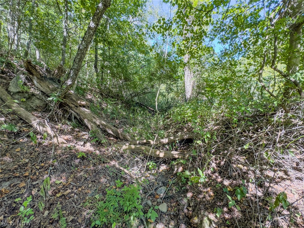 0 Brewer Road Cadiz, OH 43907 - Photo 23 of 37 View of local wilderness