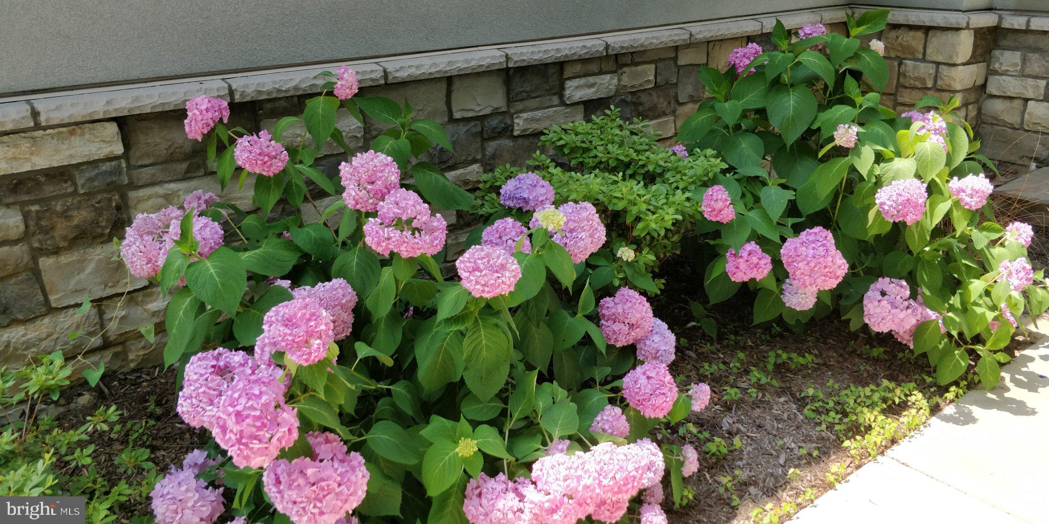 9814 Fernwood Road Bethesda, MD 20817 - Photo 4 of 31 Vibrant blooms by stone accents.