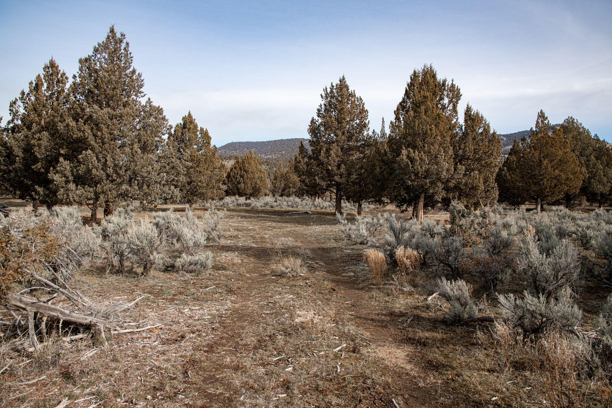 Camp Creek Road, Unit TL 3400 Prineville, OR 97754 - Photo 16 of 27 a view of a dry yard with trees