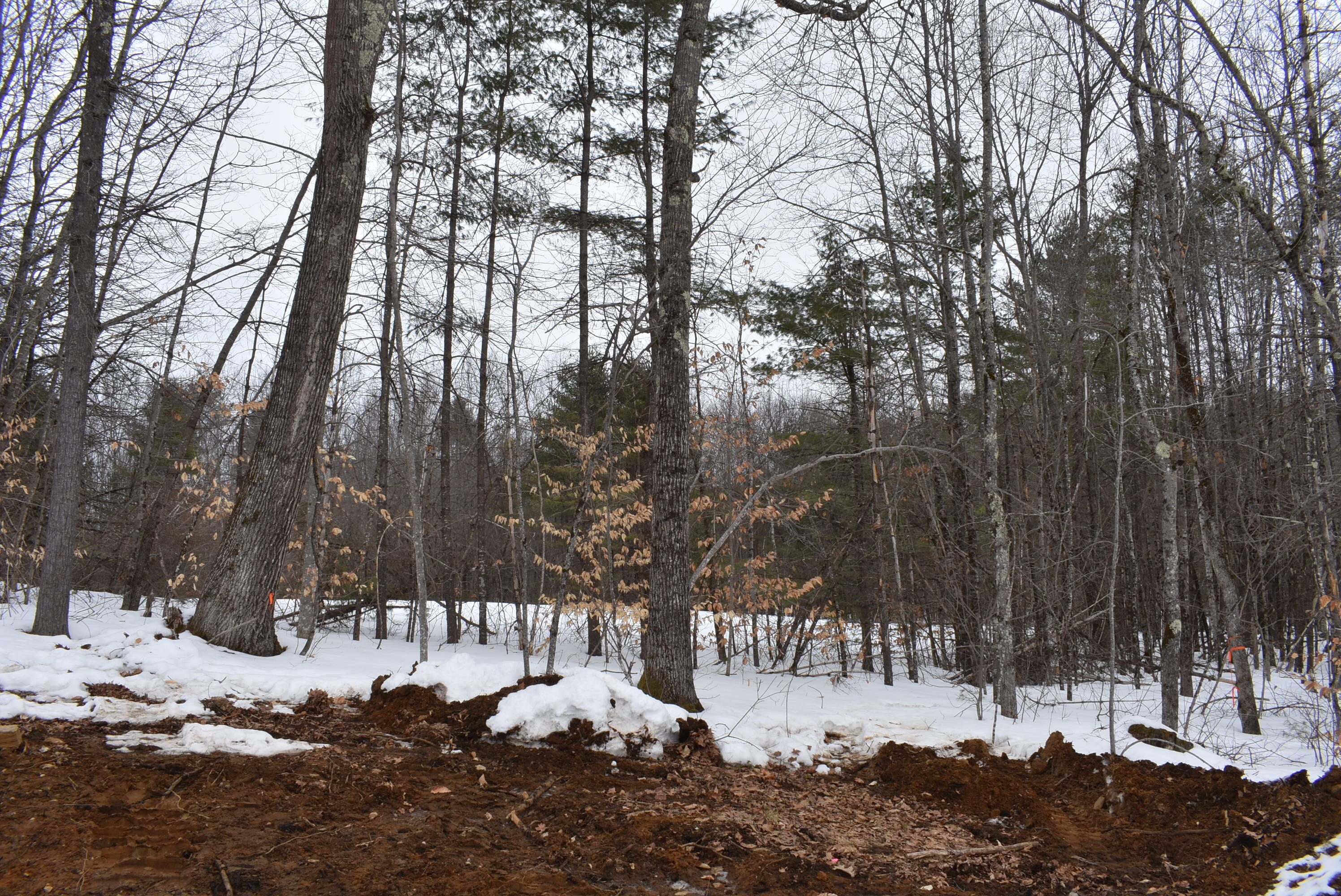 24 Eastern Lane Standish, ME 04084 - Photo 10 of 40 Rear of Lot