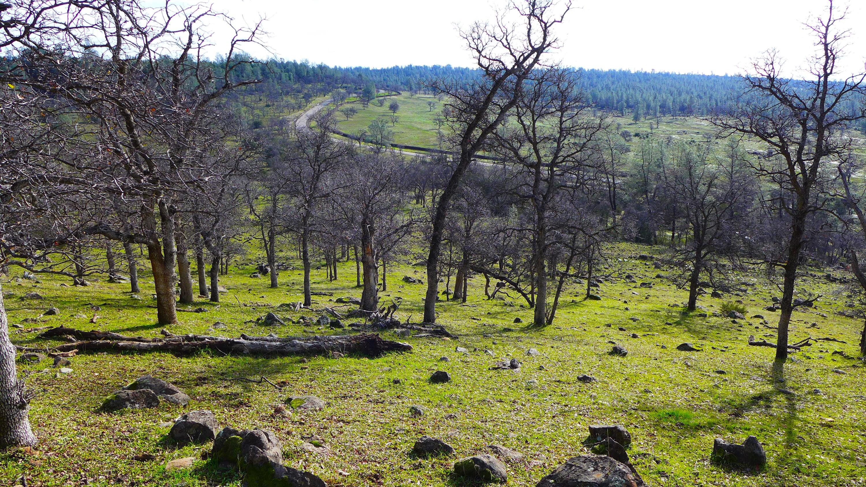 0 Ash Creek Road Anderson, CA 96007 - Photo 13 of 25 a view of a yard with a tree