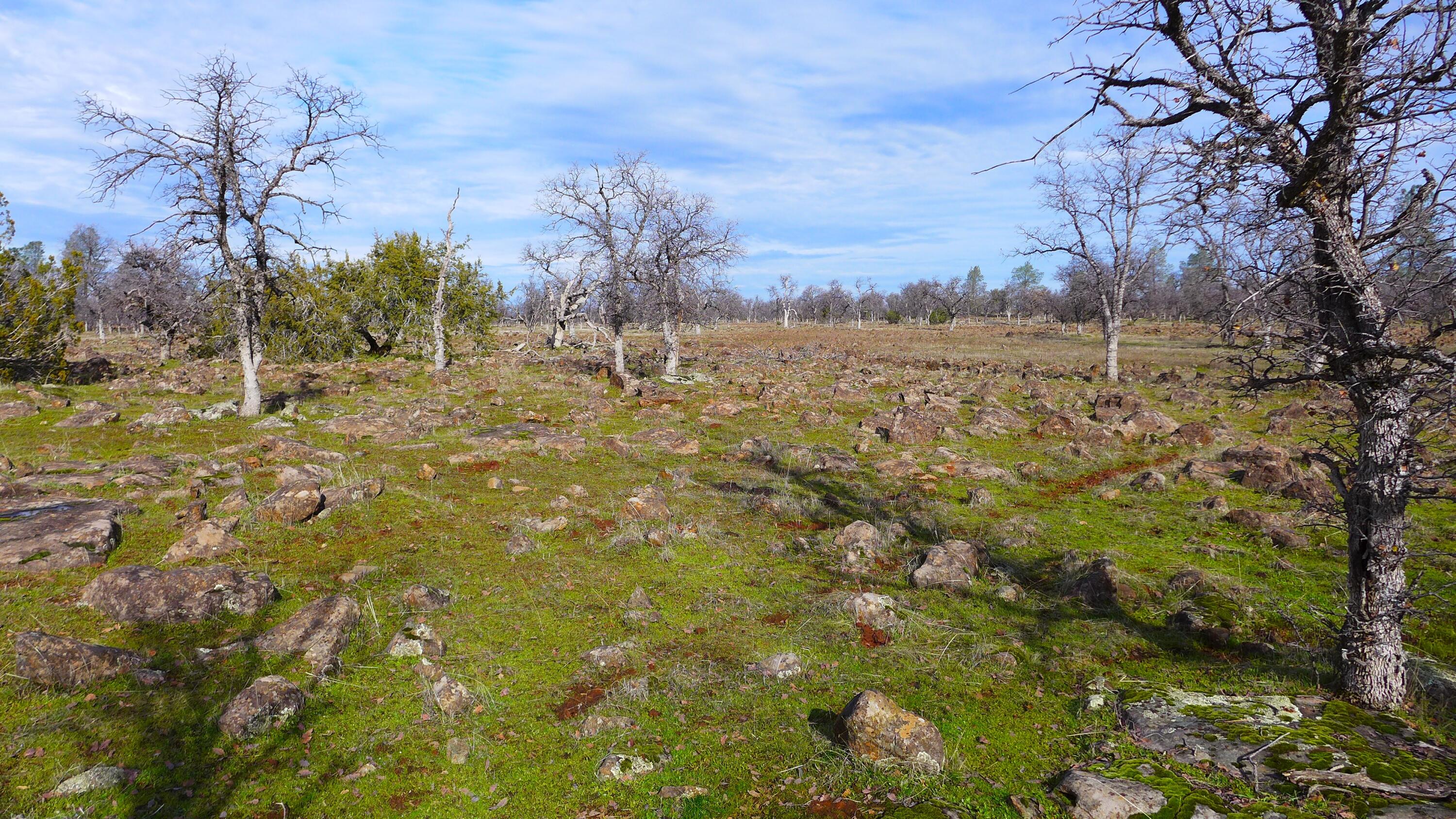 0 Ash Creek Road Anderson, CA 96007 - Photo 15 of 25 a view of a yard with an trees