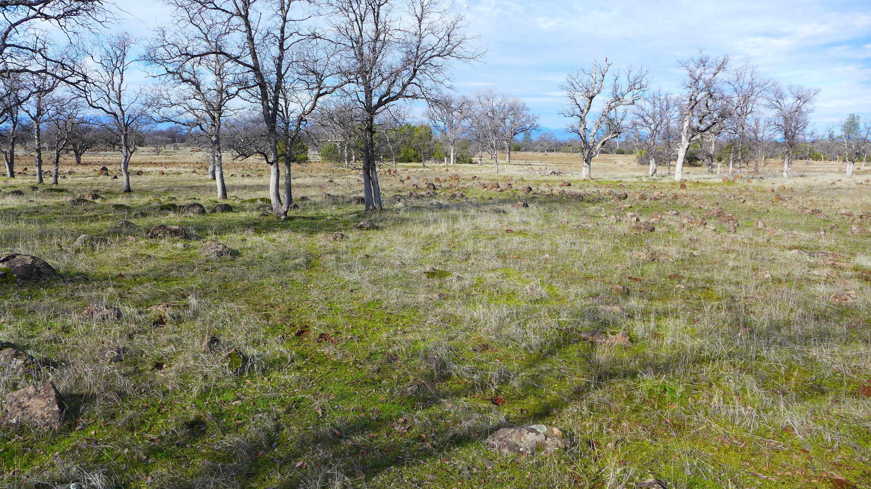 0 Ash Creek Road Anderson, CA 96007 - Photo 19 of 25 a view of yard with trees