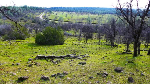 a view of yard with green space