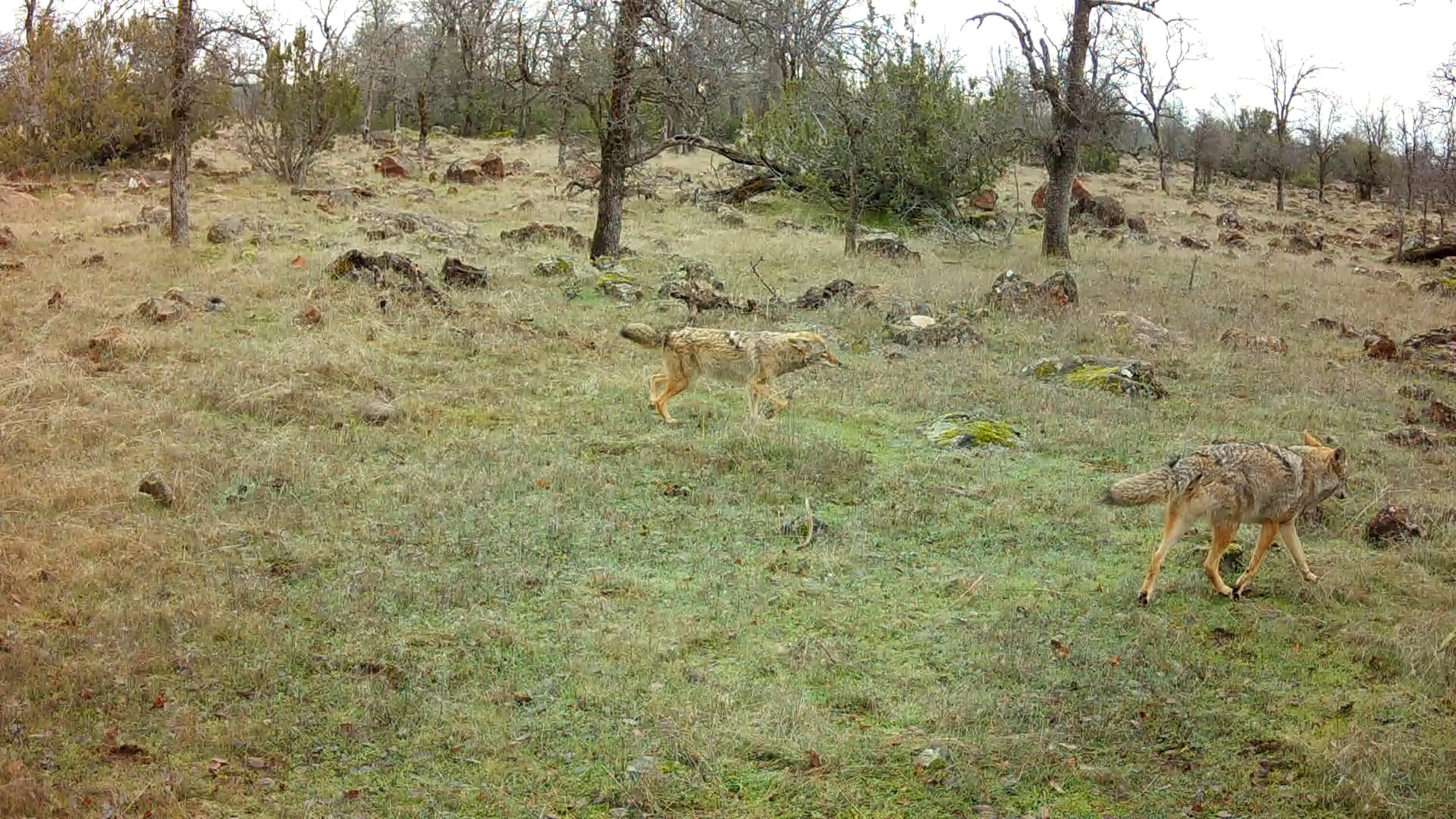 0 Ash Creek Road Anderson, CA 96007 - Photo 7 of 25 a view of a yard with a tree