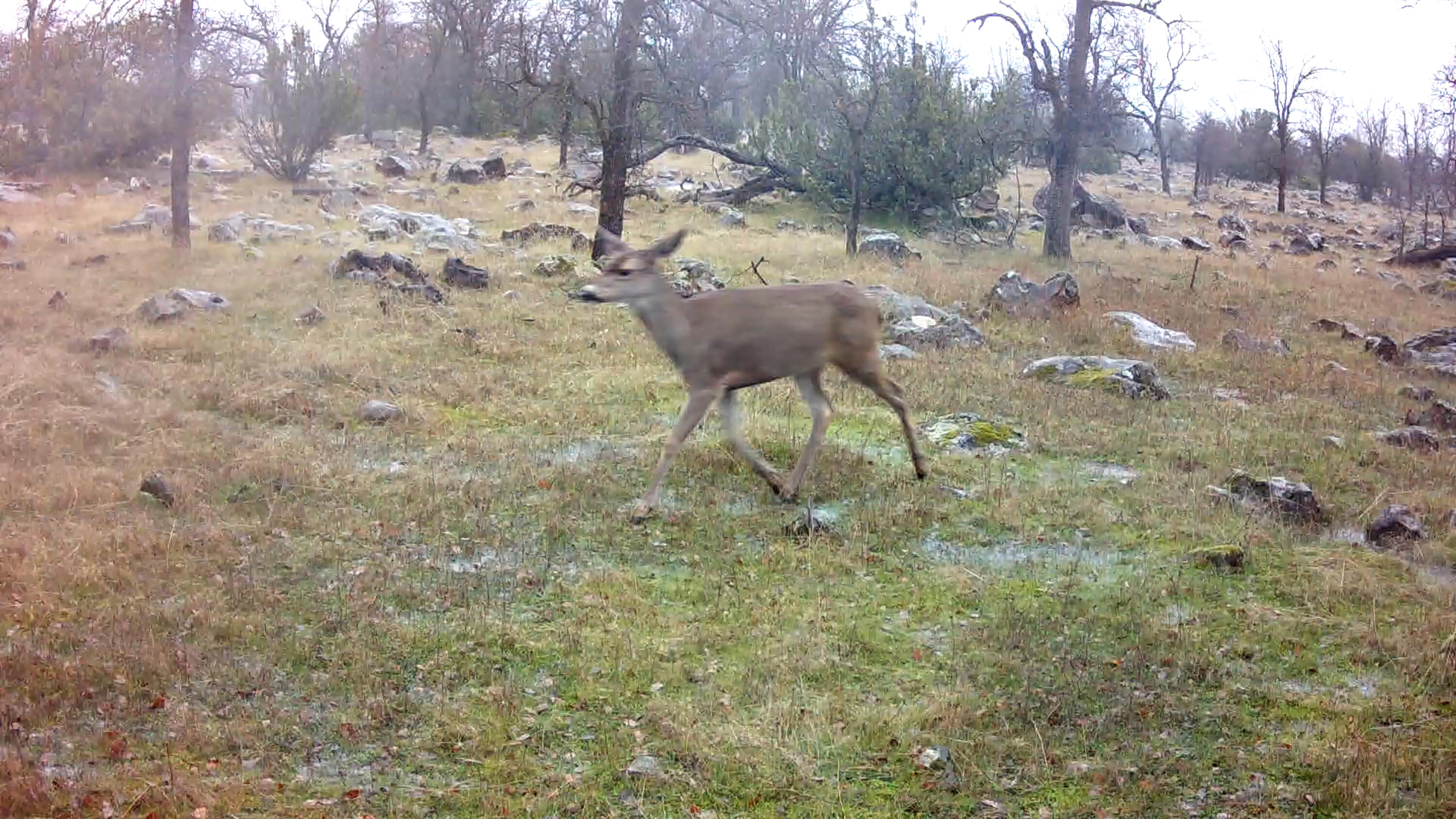0 Ash Creek Road Anderson, CA 96007 - Photo 8 of 25 a view of a yard with a tree