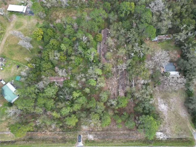 a view of a forest with a tree