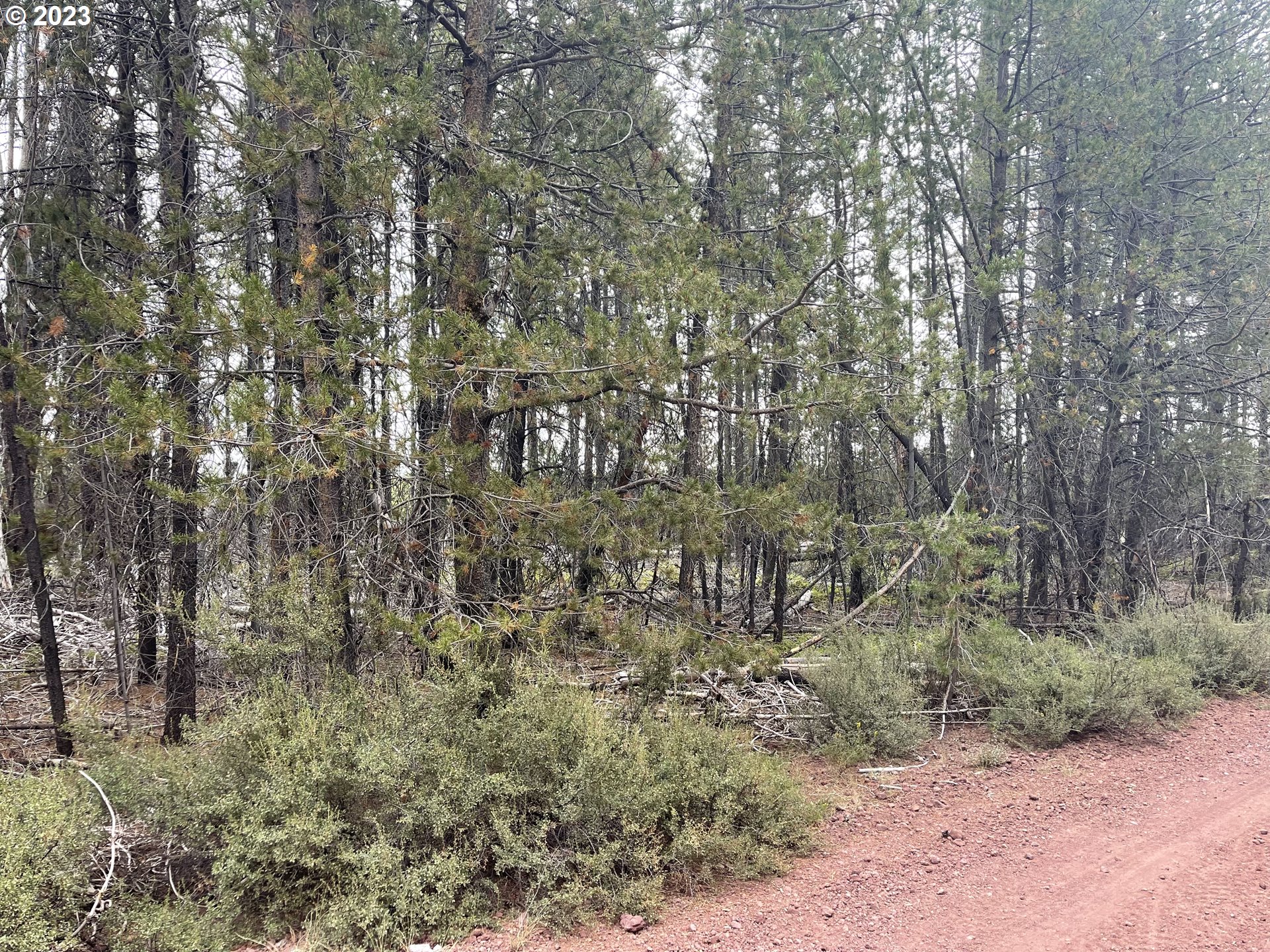 a view of a yard with large trees