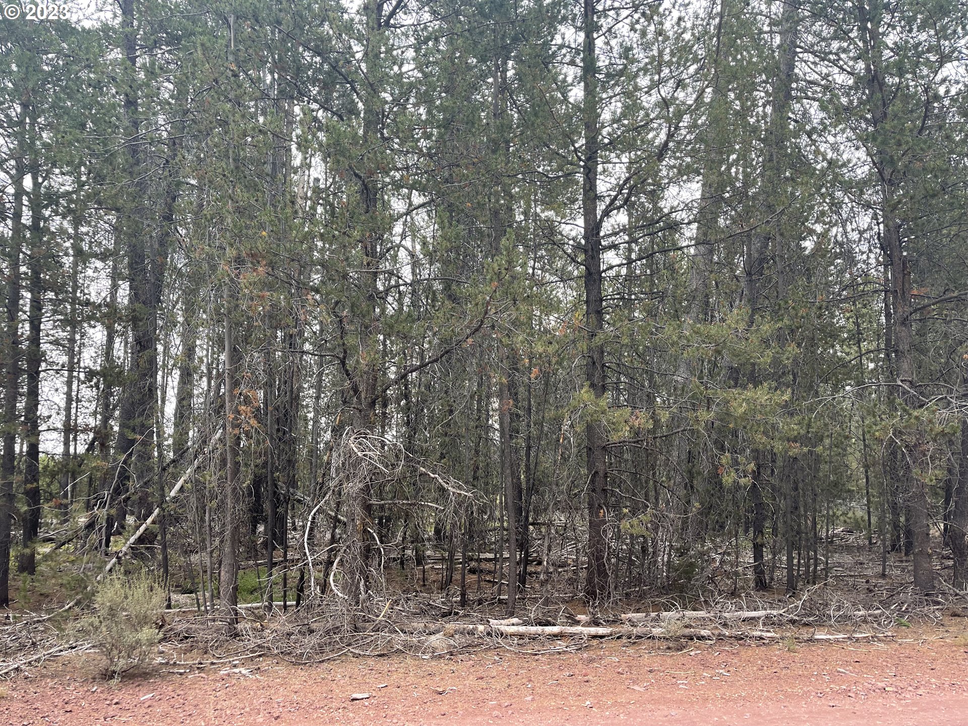 Cloudcap Drive, Unit 15 Chiloquin, OR 97624 - Photo 2 of 17 a view of a forest filled with trees