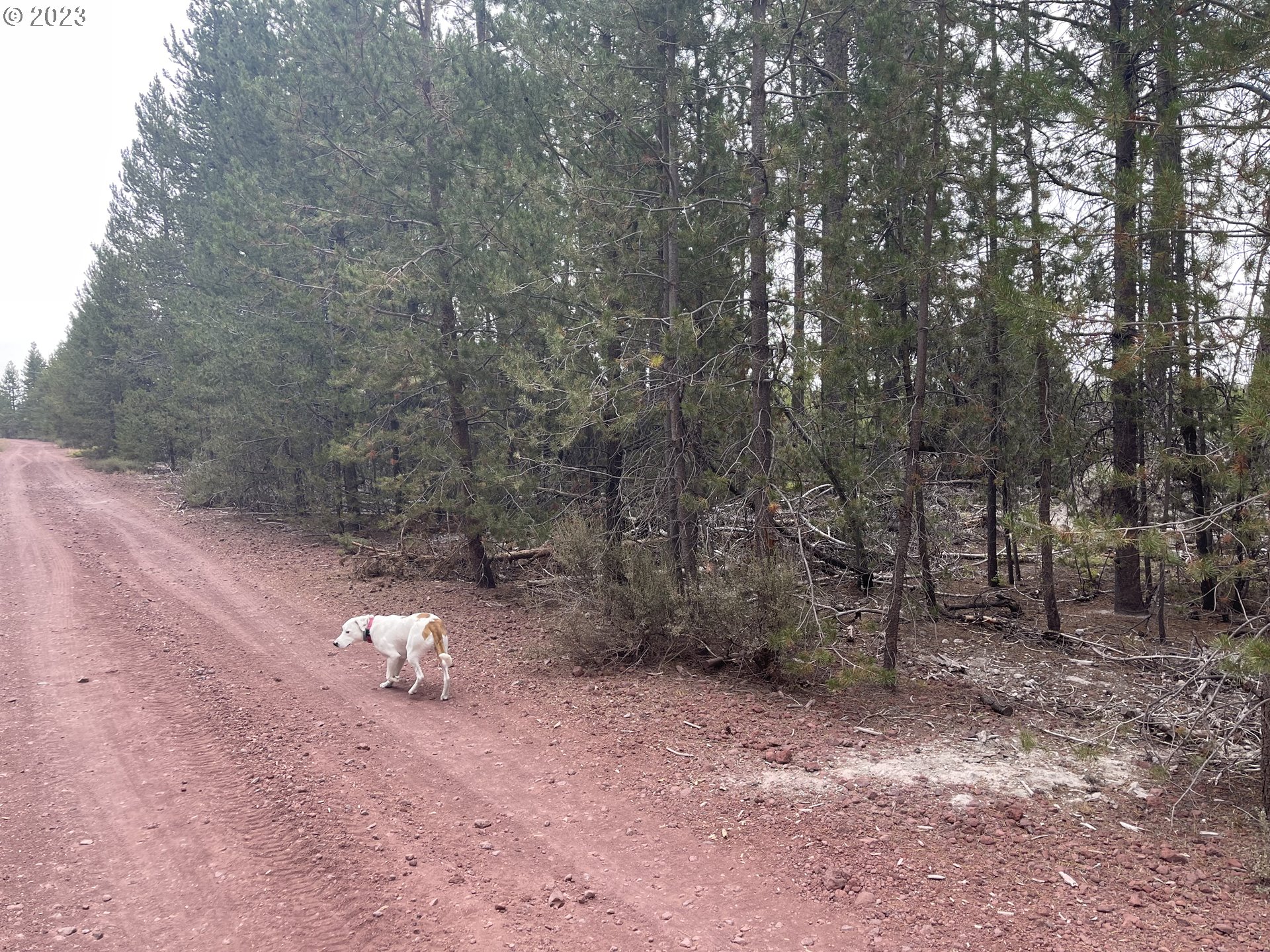 Cloudcap Drive, Unit 15 Chiloquin, OR 97624 - Photo 8 of 17 a view of some trees and bushes