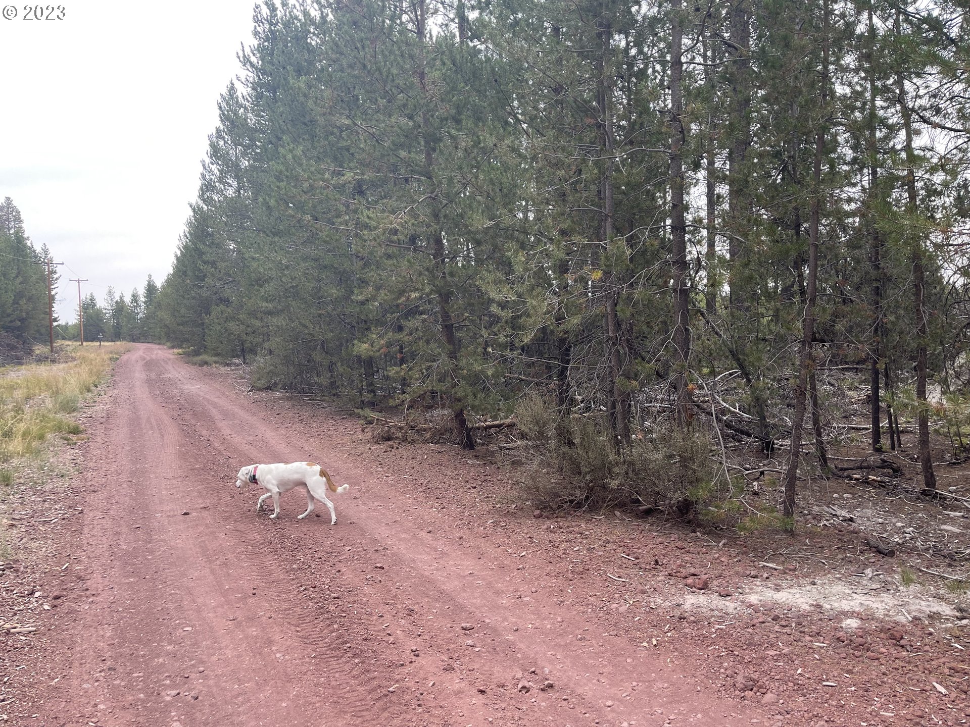 Cloudcap Drive, Unit 15 Chiloquin, OR 97624 - Photo 9 of 17 a view of a forest with side of trees