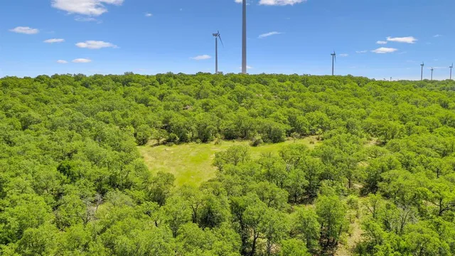 a view of a yard with an tree