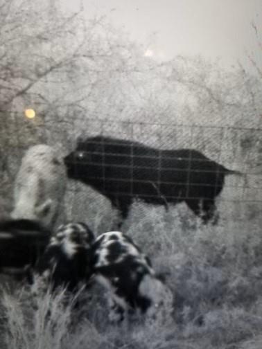 Tbd Tbd Armstrong Lane Jacksboro, TX 76458 - Photo 34 of 40 a view of outdoor space