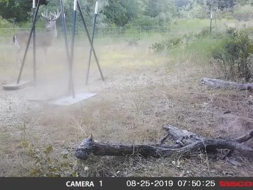 a view of a dry yard with trees