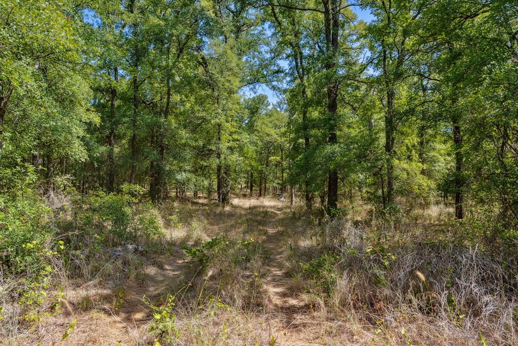 Tbd Tbd Armstrong Lane Jacksboro, TX 76458 - Photo 7 of 40 a view of a yard with plants and large trees
