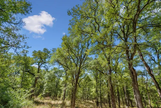 a backyard of a house with lots of trees