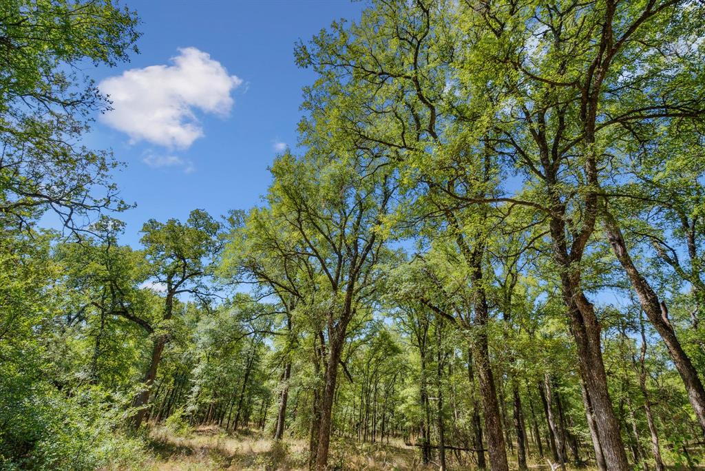 Tbd Tbd Armstrong Lane Jacksboro, TX 76458 - Photo 8 of 40 a backyard of a house with lots of trees