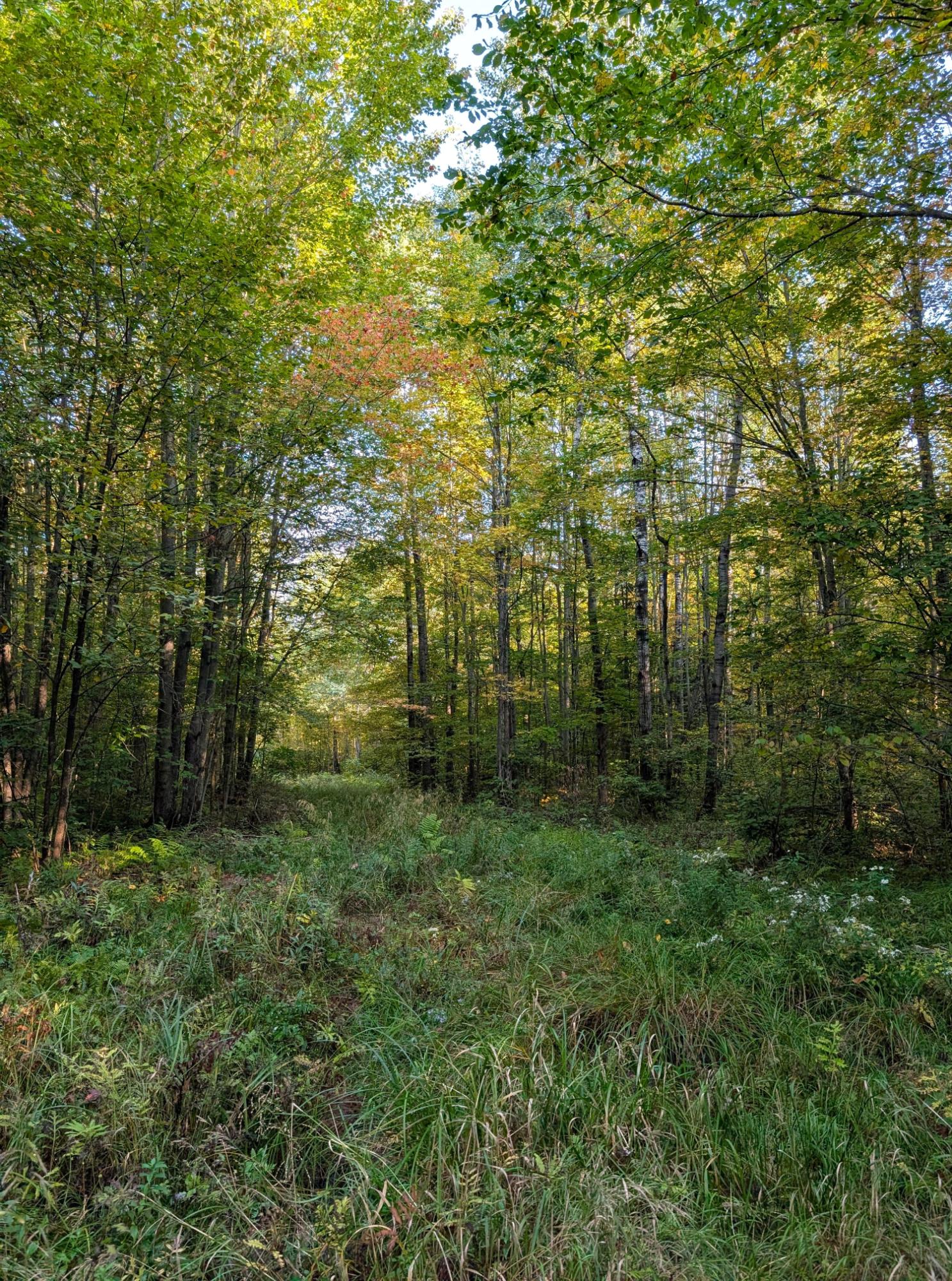 N2060 Meridian Road Ogema, WI 54459 - Photo 14 of 39 Gallery Image 14