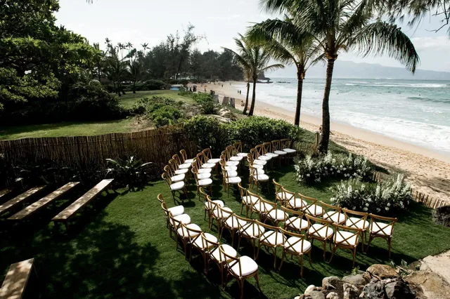 a view of three palm trees