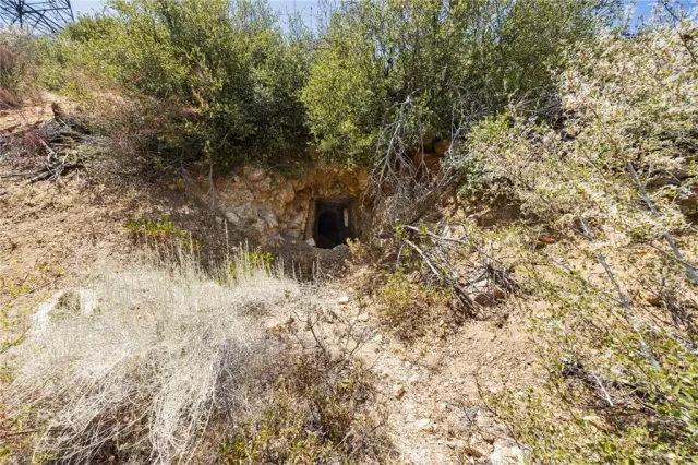 a view of a forest with a tree