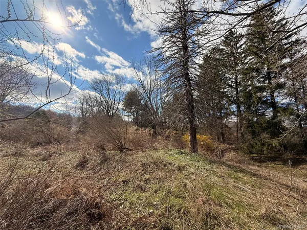 a view of trees and covered with fog